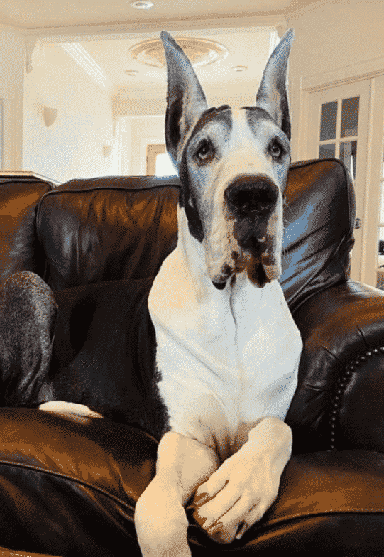 ear-cropping-taping-cropped-ears-on-great-danes-hello-danes