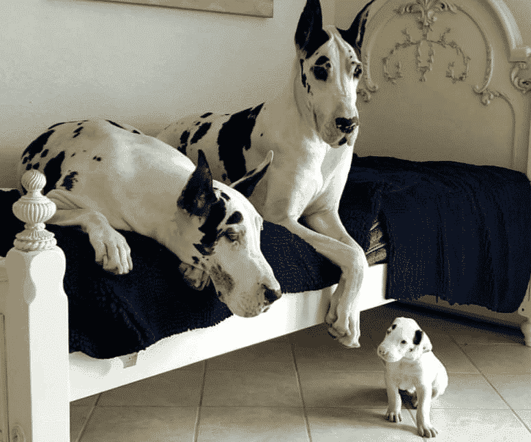 The Great Dane Breed Standard 10 Great Dane