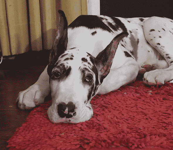 12 Fool Proof and Fast Great Dane Potty Training Tips Hello Danes