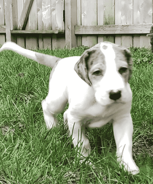 Helping a Dog with Broken Leg: 6 Things About Great Dane Broken Legs 40 Screen Shot 2022 03 30 at 2.12.22 PM