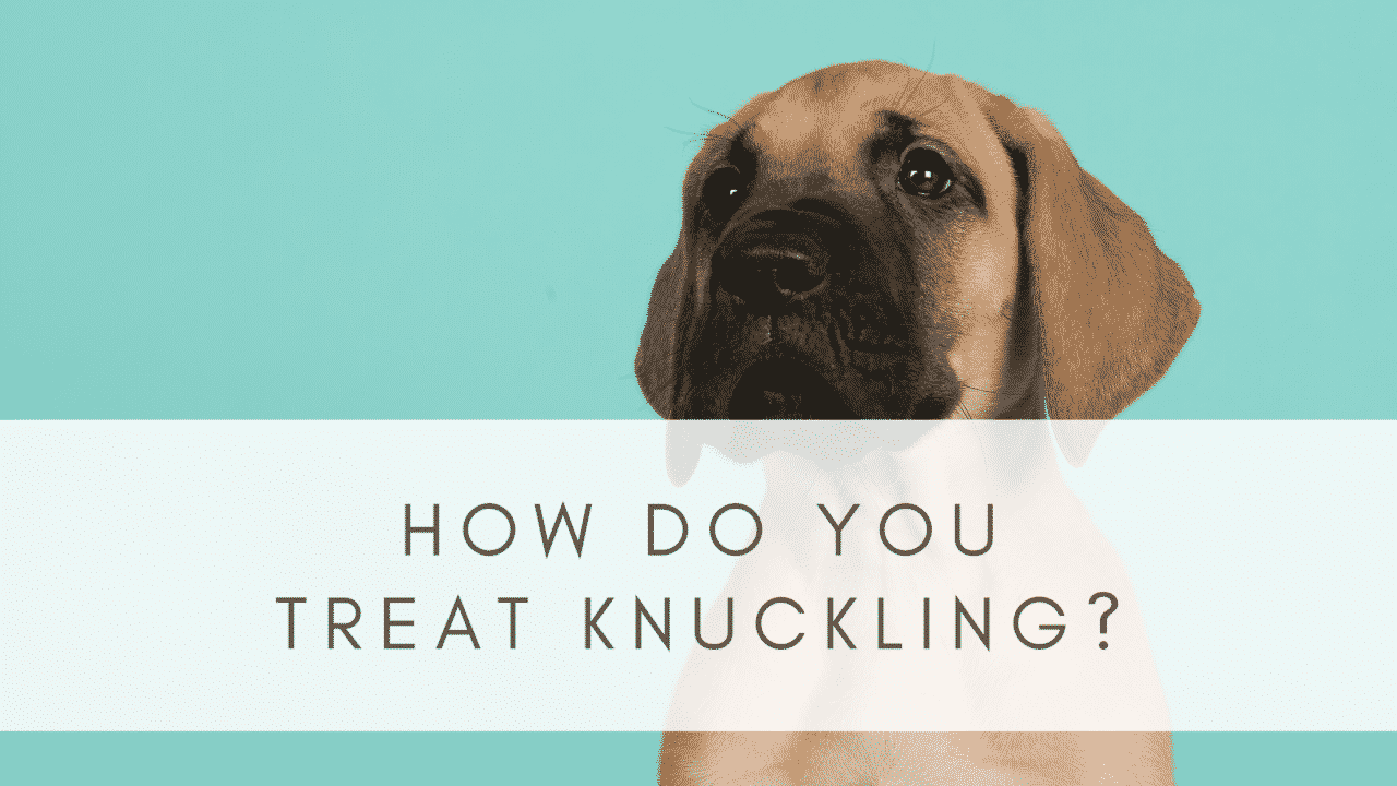 KNUCKLING IN GREAT DANES RESOURCE PAGE Hello Danes