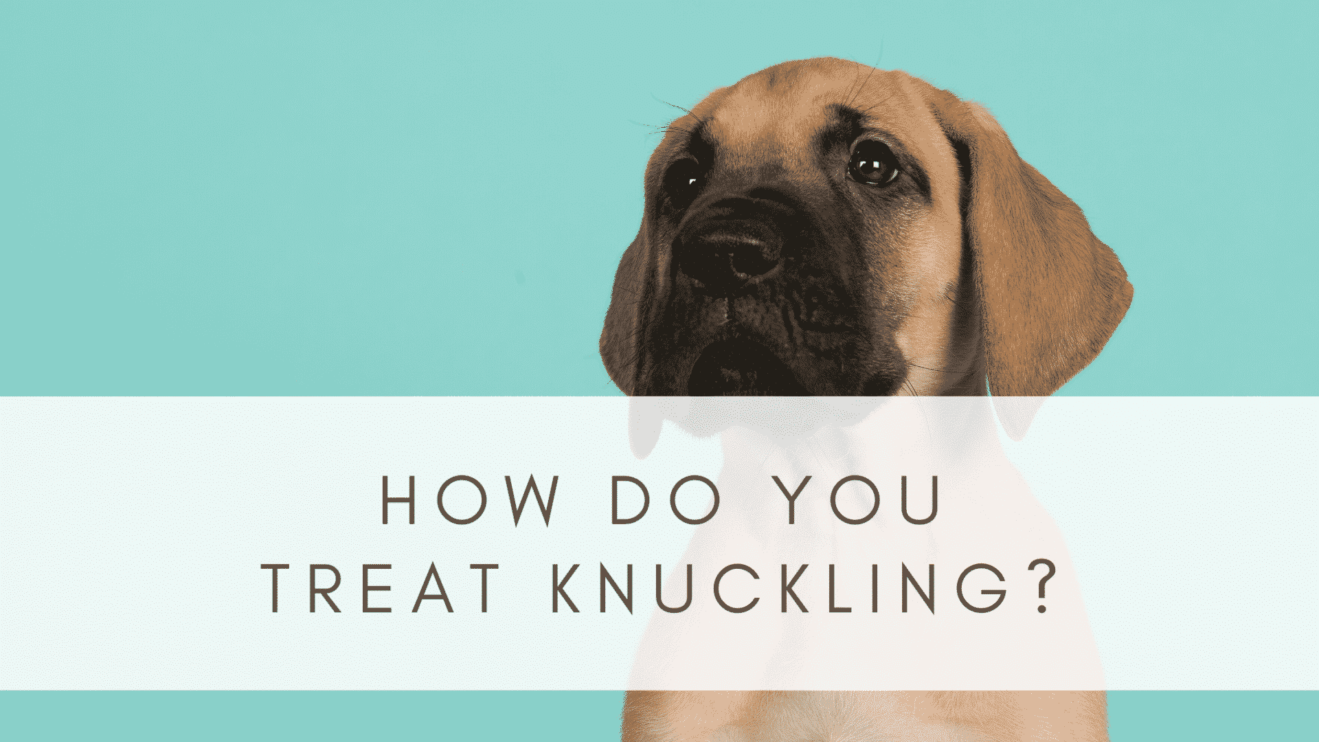 KNUCKLING IN GREAT DANES RESOURCE PAGE Hello Danes