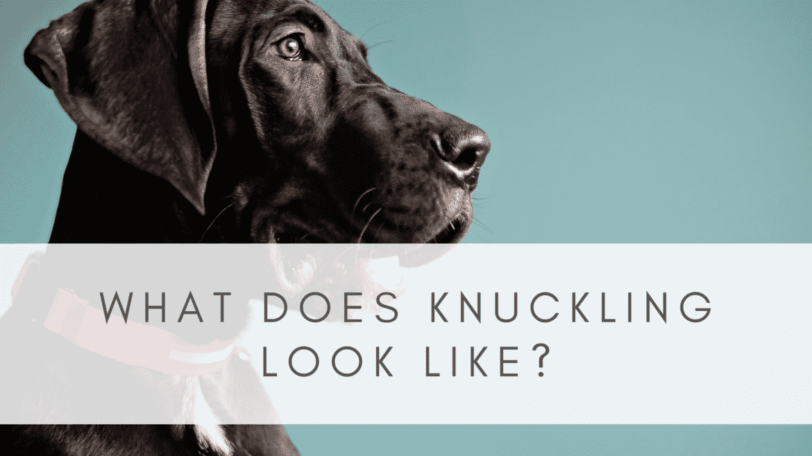 KNUCKLING IN GREAT DANES RESOURCE PAGE Hello Danes