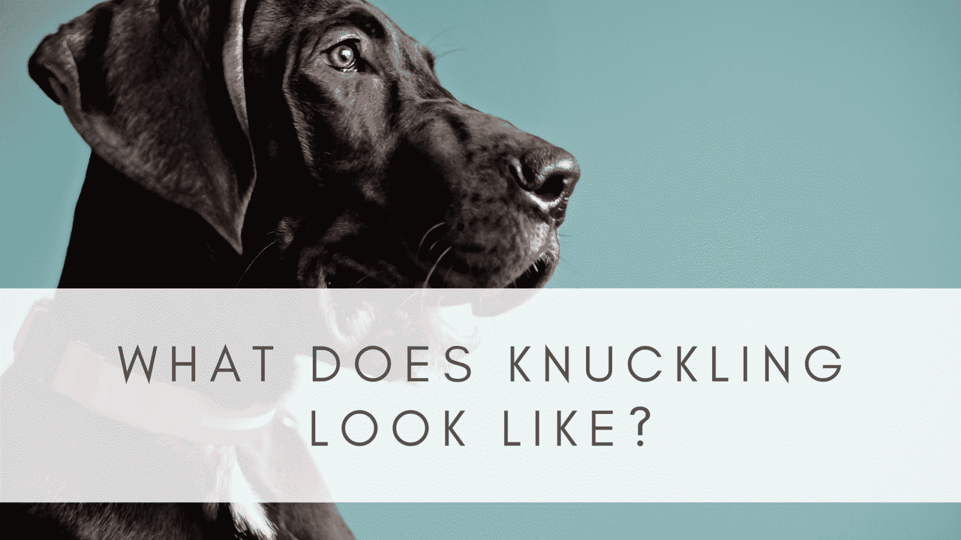 KNUCKLING IN GREAT DANES RESOURCE PAGE Hello Danes