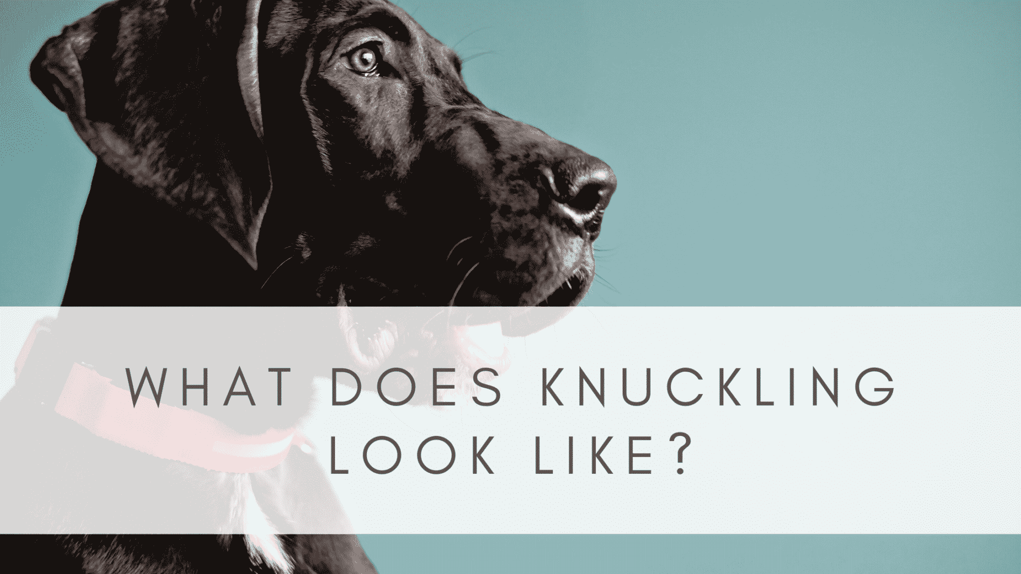 KNUCKLING IN GREAT DANES RESOURCE PAGE 9 WHAT IS KNUCKLING 2