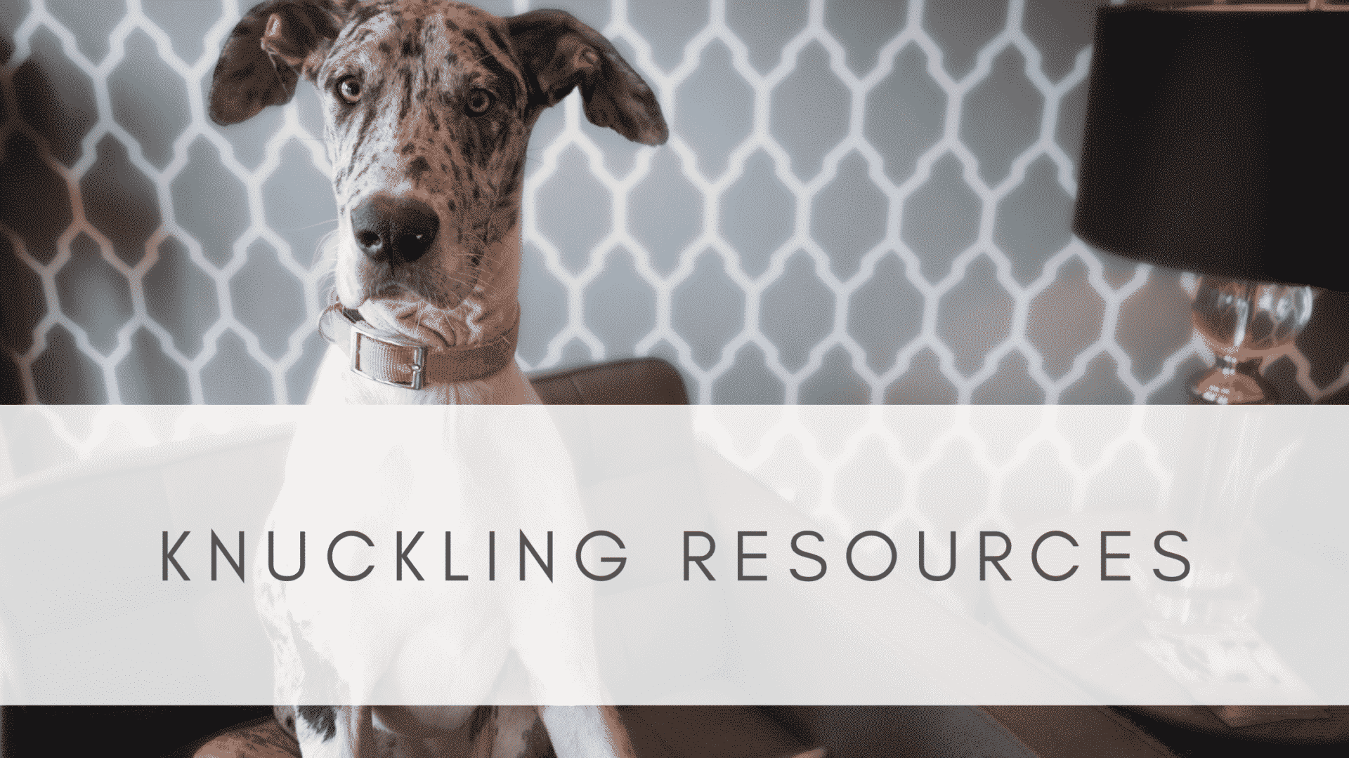 KNUCKLING IN GREAT DANES RESOURCE PAGE Hello Danes