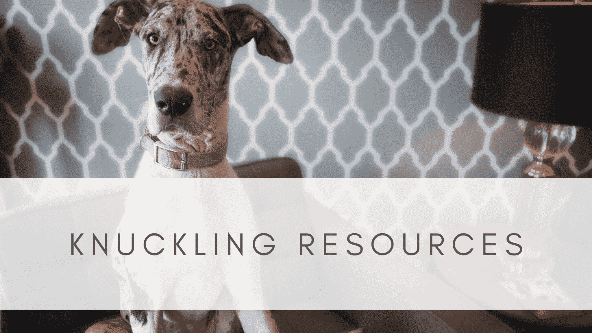 KNUCKLING IN GREAT DANES RESOURCE PAGE 15 WHAT IS KNUCKLING 3