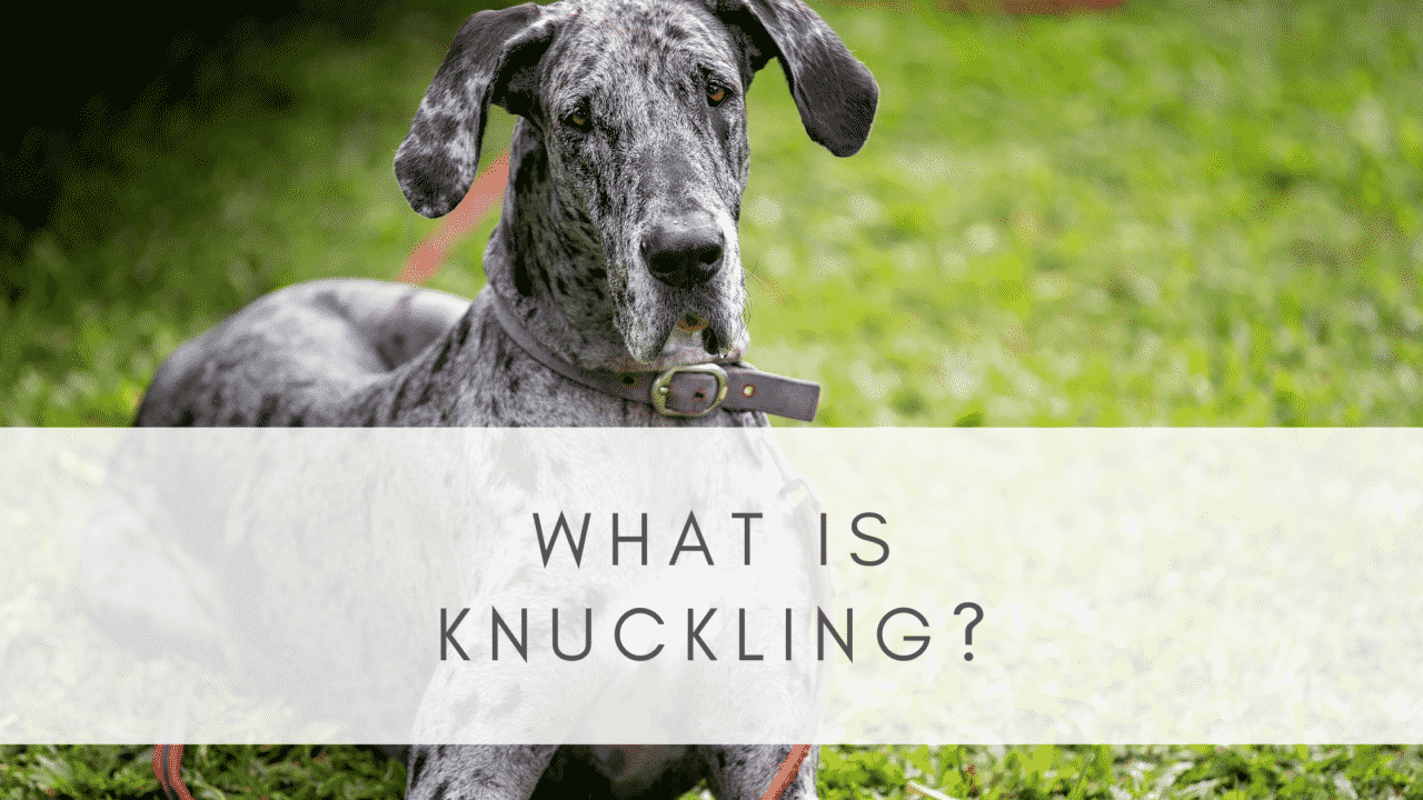 KNUCKLING IN GREAT DANES RESOURCE PAGE Hello Danes