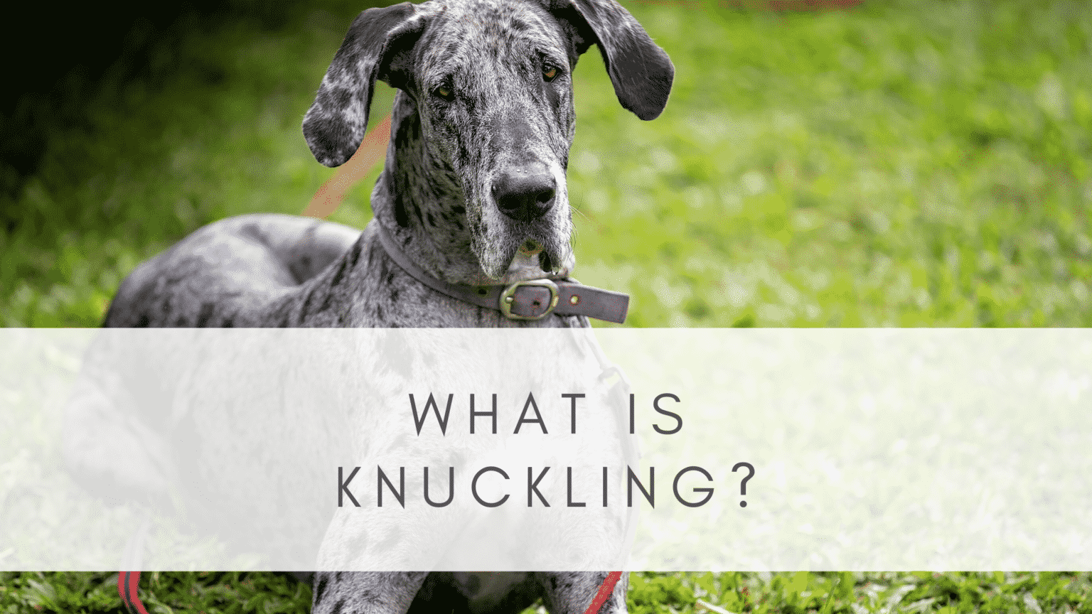 KNUCKLING IN GREAT DANES RESOURCE PAGE Hello Danes