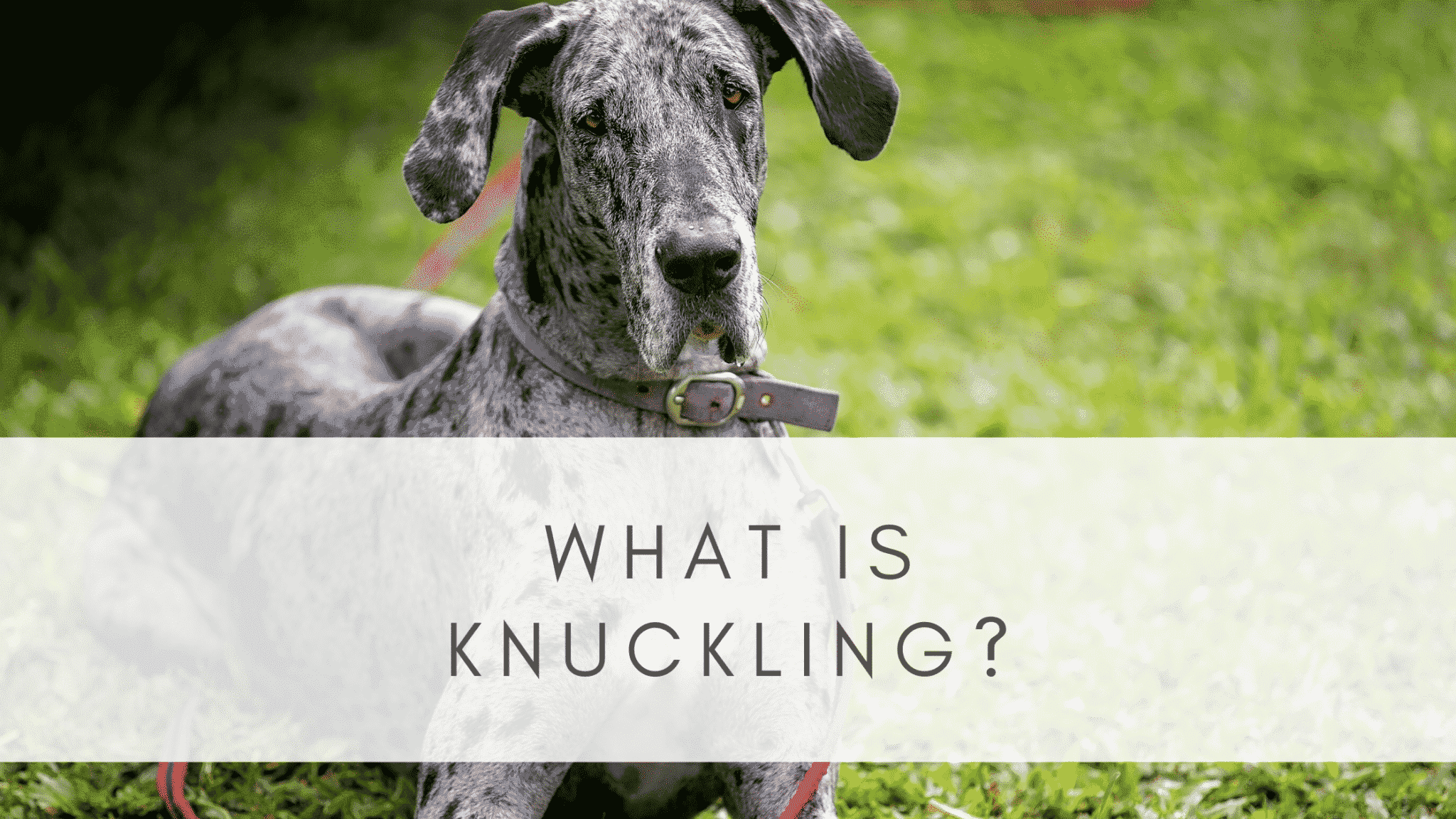 KNUCKLING IN GREAT DANES RESOURCE PAGE 8 WHAT IS KNUCKLING 4