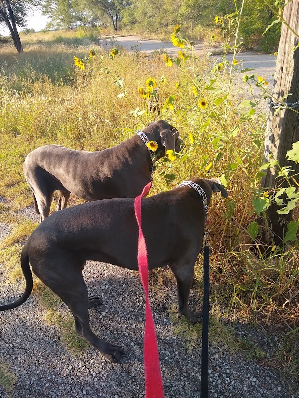 Why is Leash Training Dogs So Dang Hard? 8 Things I Learned About Leash Training 2 Leash Training Dogs