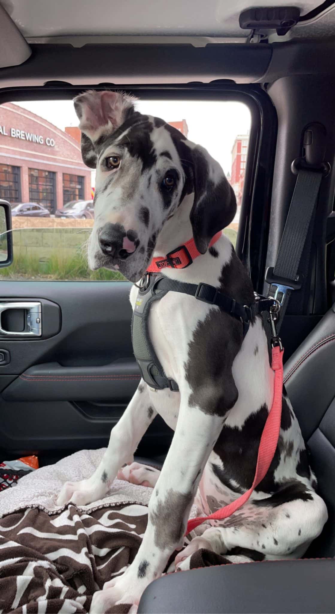 7 Deadly Risks: Fat Great Danes Face Serious Health Risks 12 mako.thedane2