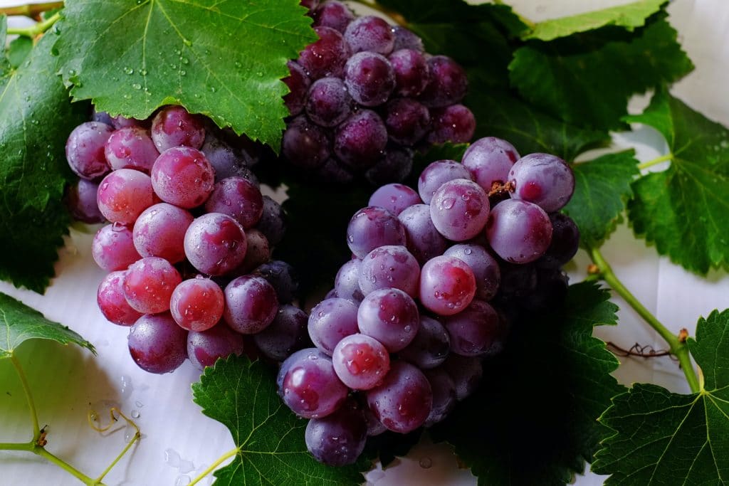 The Shocking Truth: How Many Grapes Can a Dog Eat? Is Just 1 Grape Toxic? 2 HOW MANY GRAPES CAN A DOG EAT
