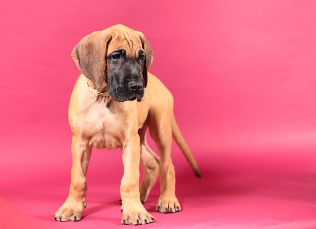 Great Dane Puppy Care 101 6 31
