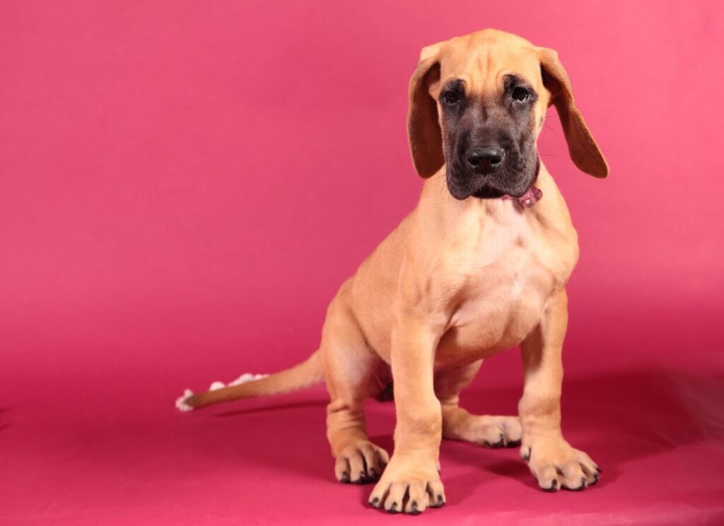 How to Crate Train a Great Dane Puppy 3 32