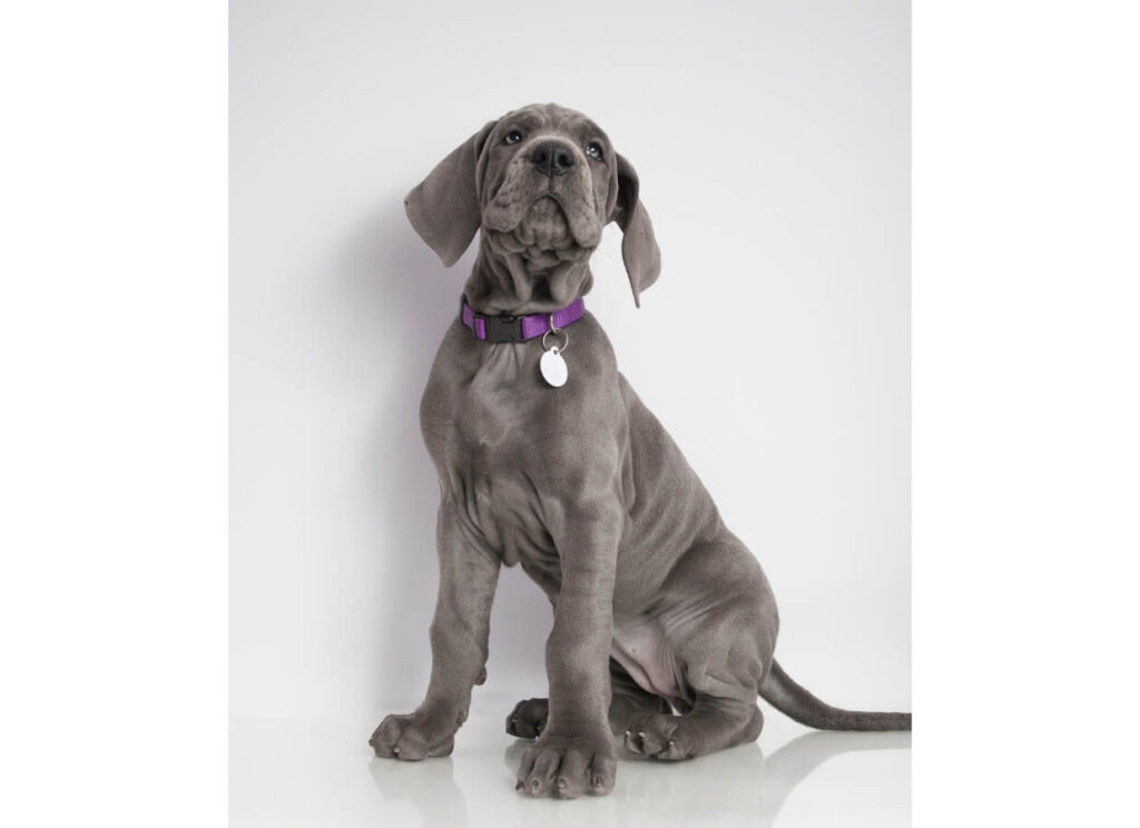 Great Danes for Sale: How to Find a Great Dane Puppy 5 33