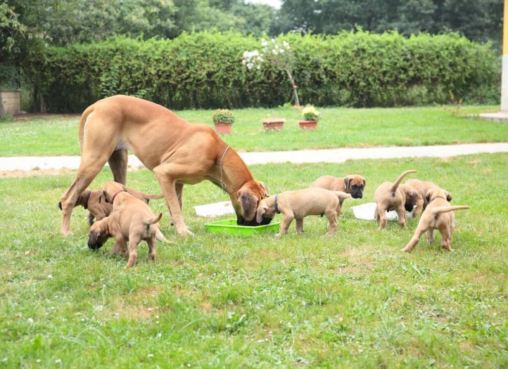 Great Dane Puppy Food 3 34