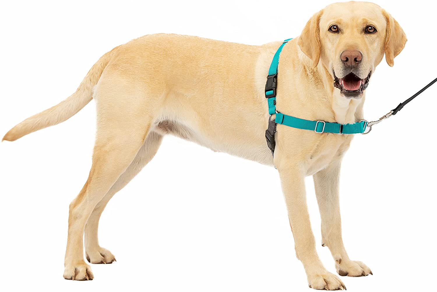 The Best Collars for Great Danes 4 Best collars for Great Danes