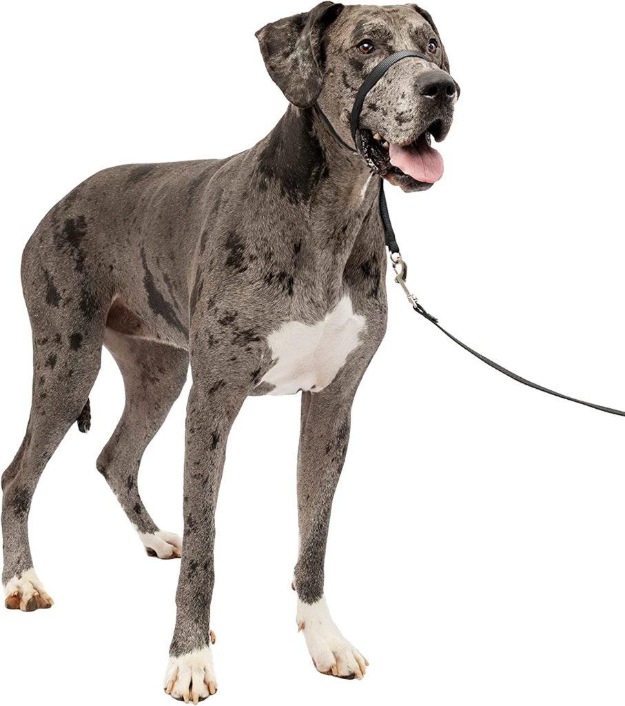 The Best Collars for Great Danes 24 814zNn5FZvL. AC SL1500