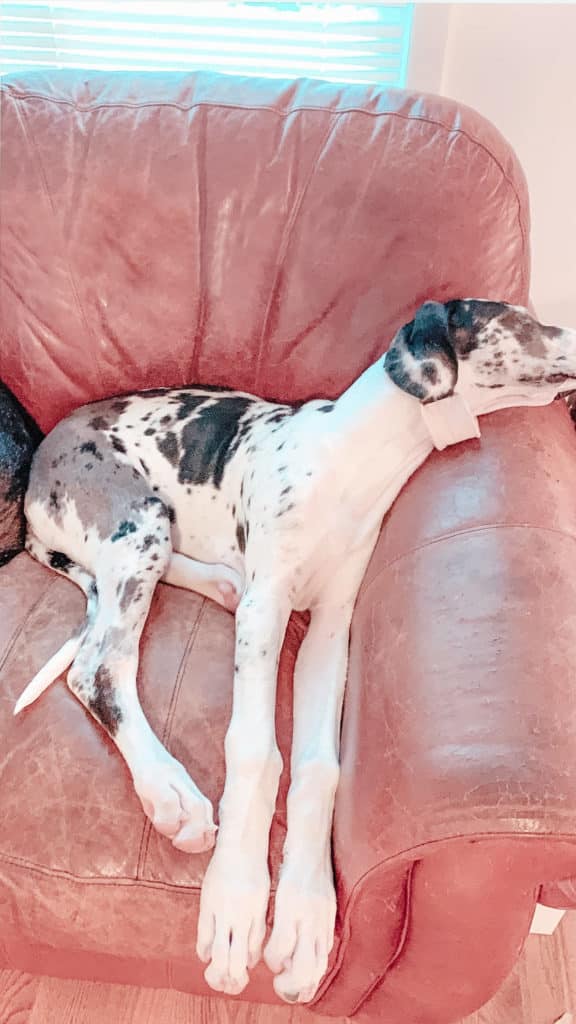 The Hardest Parts About Potty Training a Great Dane: Tips and Tricks to Make it Easier 34 5 Best Toys for Great Danes