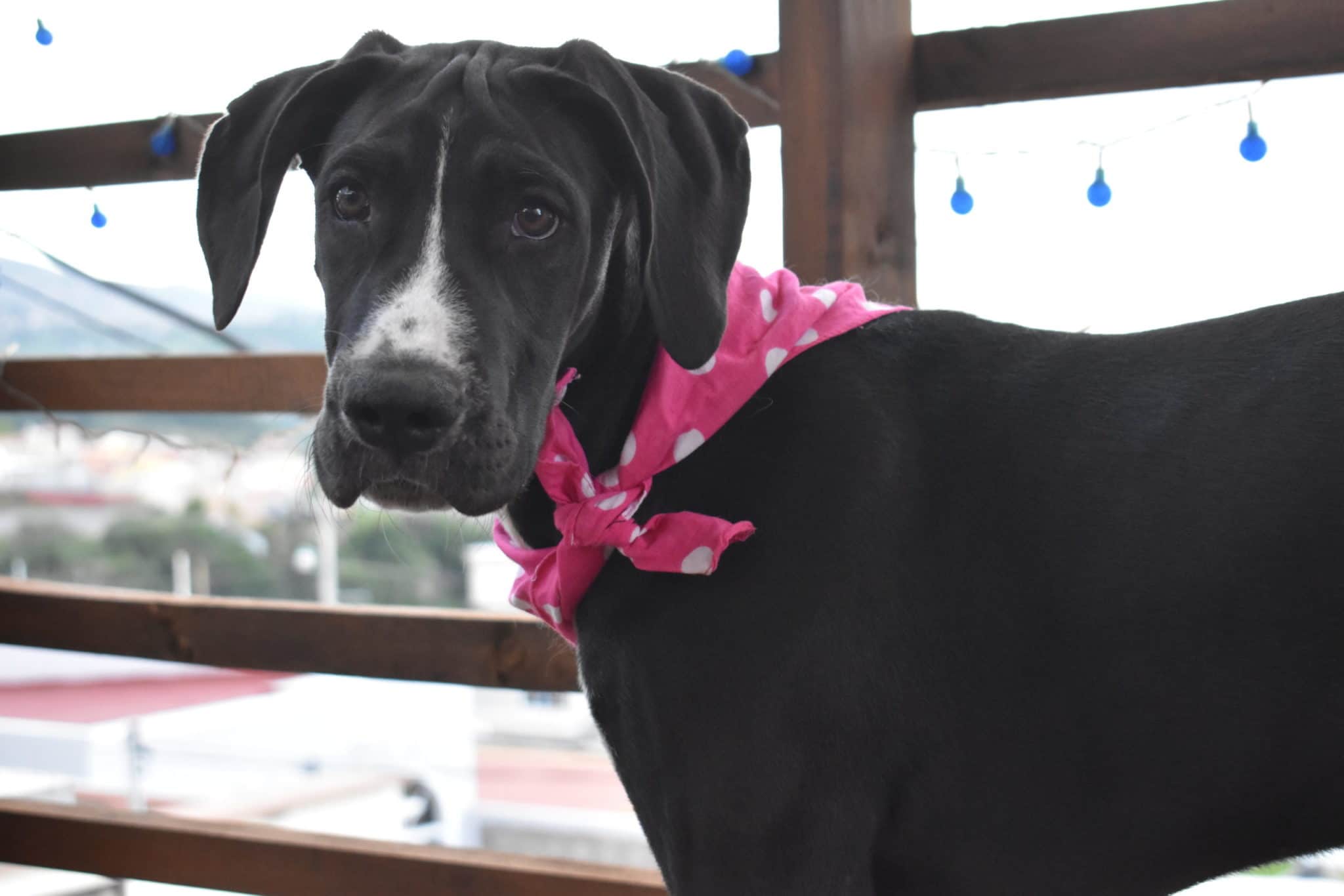7 Unique Dog Ear Infection Treatment Ideas: Which One Is Right for Your Great Dane? 2 Dog ear infection treatment