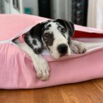 Great Dane Puppy Food 12 Dear Danes 1