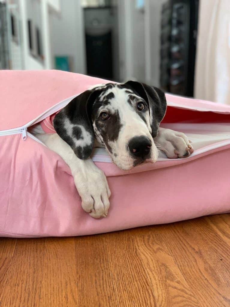 Great Dane Lifespan 28 Great Dane puppy