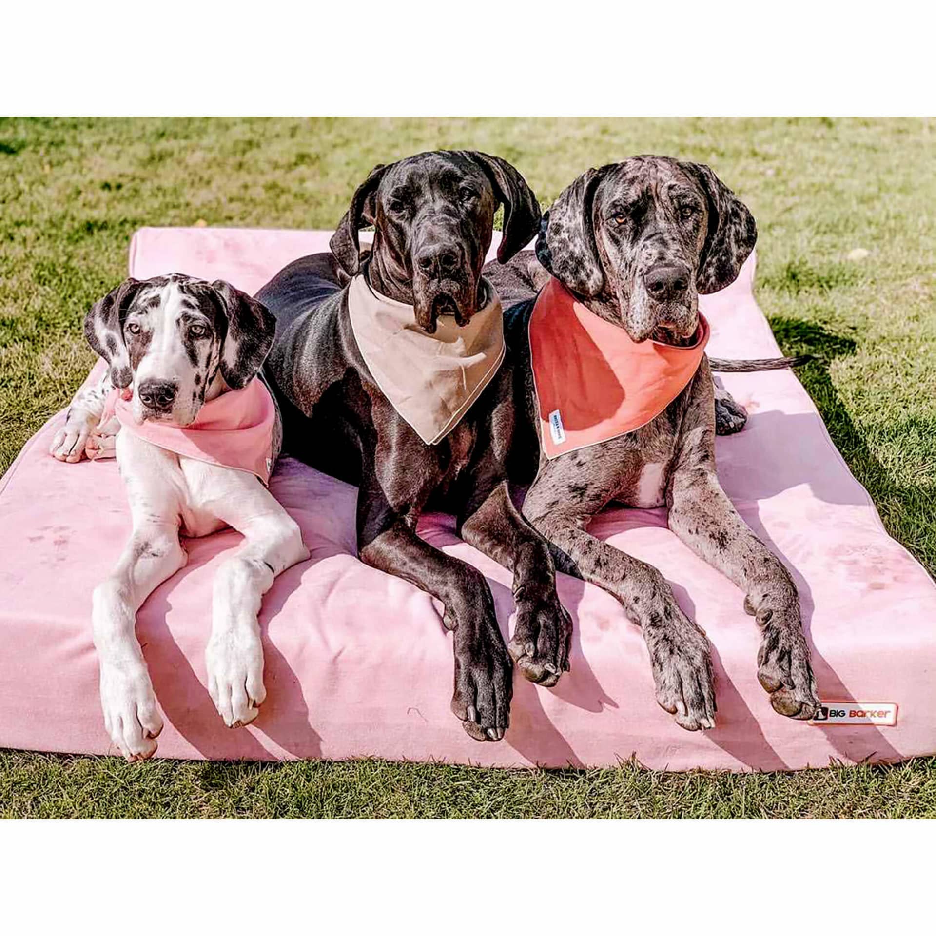 Big Barker Dog Bed Review A Comprehensive and NonBiased Review Hello Danes