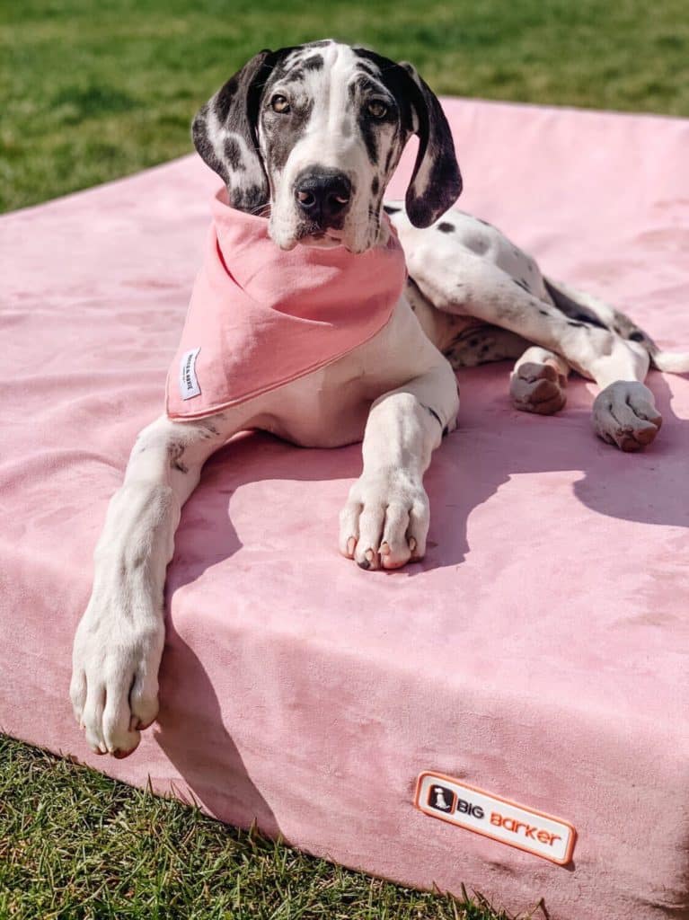 Great Dane Life Span