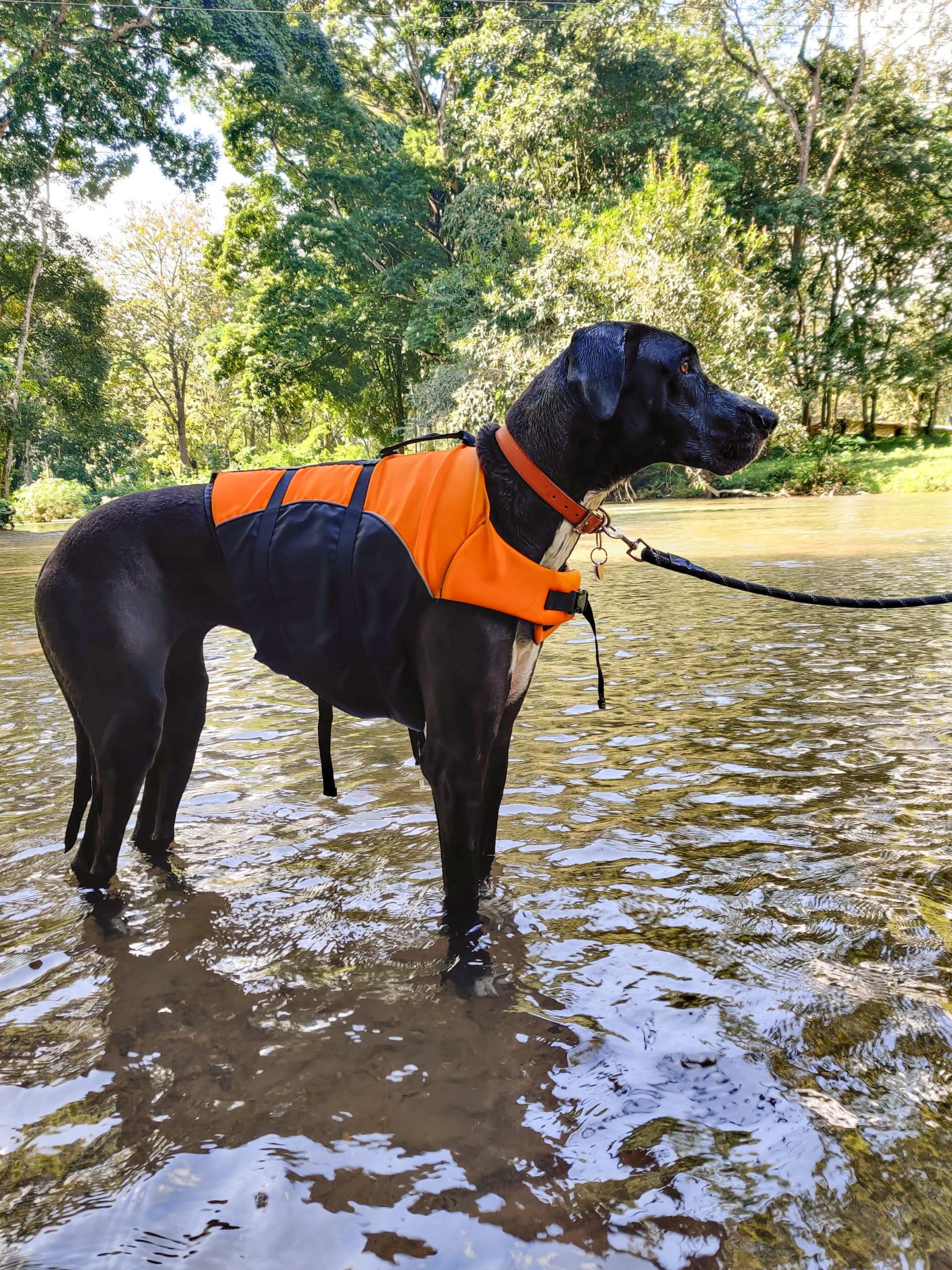Photos of Great Danes: A Collection of 20 Beautiful Photos 38 IMG 20220103 102407 1 scaled