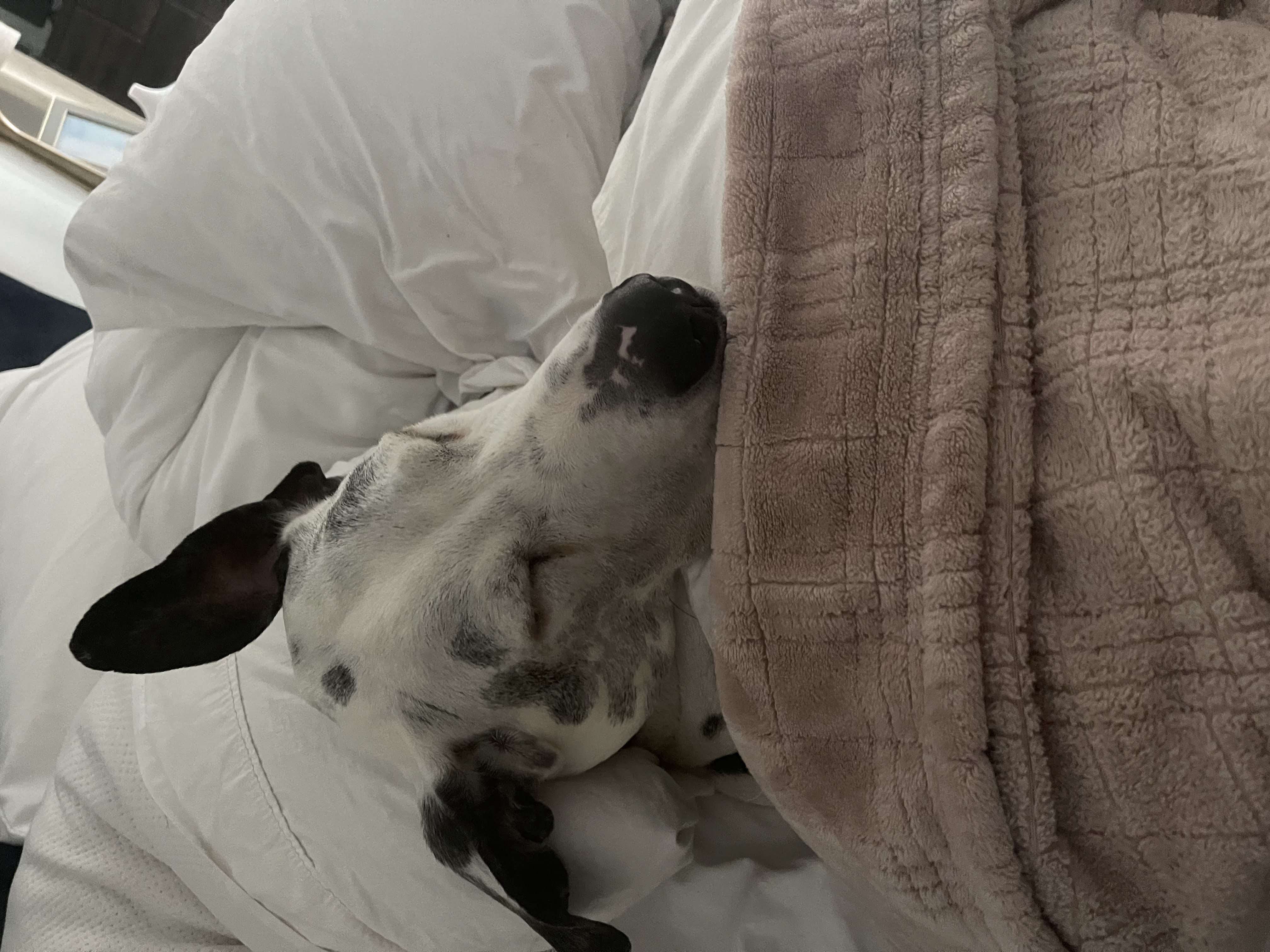 How Much Do Great Danes Cost? The Truth About Great Danes '1 Million Dollar' Price Tag 32 Early Spay or Neuter