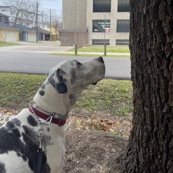 10 Things You Should Know About Owning Great Dane Dogs 7 Owning Great Dane