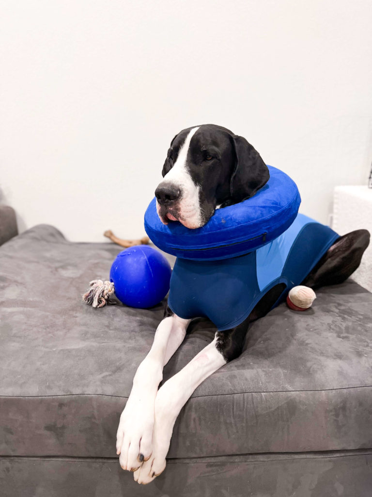 Surgical recovery suit for gastropexy in great danes