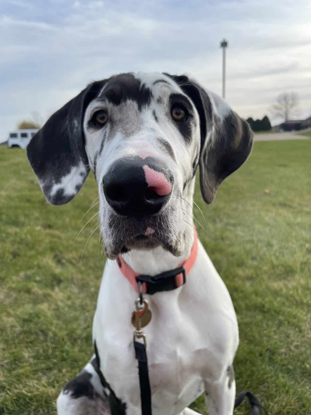 Great Dane Feeding Chart