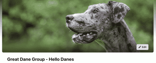 10 Things You Should Know About Owning Great Dane Dogs 26 Screen Shot 2022 04 22 at 10.13.03 AM