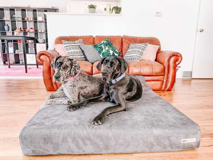 Big Barker Dog Bed Review- A Comprehensive and Non-Biased Review 8 Big Barker dog bed review