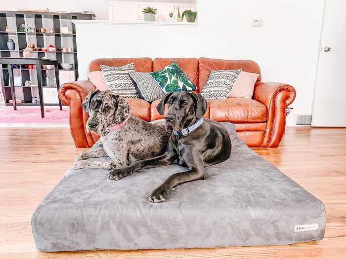 Big Barker dog bed review