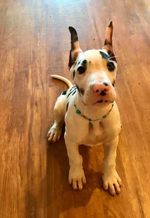 Great Dane Puppy