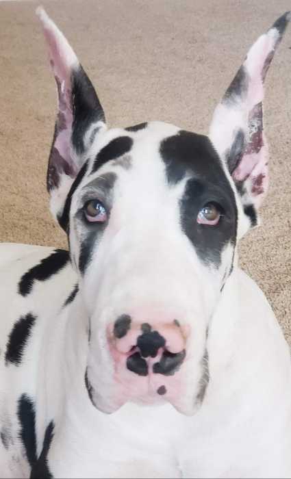 Great Dane Ear Cropping