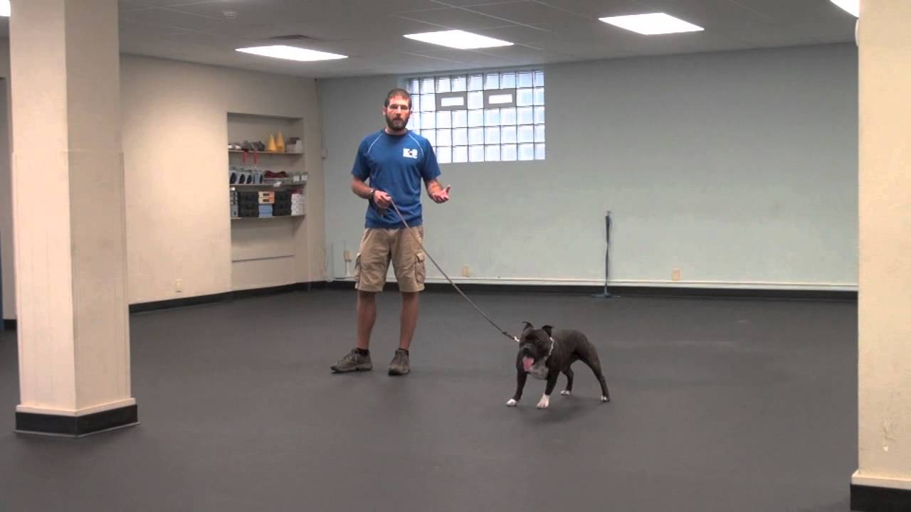 Leash Aggression How Dog Owners Can Prevent and Stop Dog Aggression on