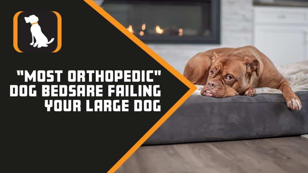 Big Barker Dog Bed Review- A Comprehensive and Non-Biased Review 3 maxresdefault 25