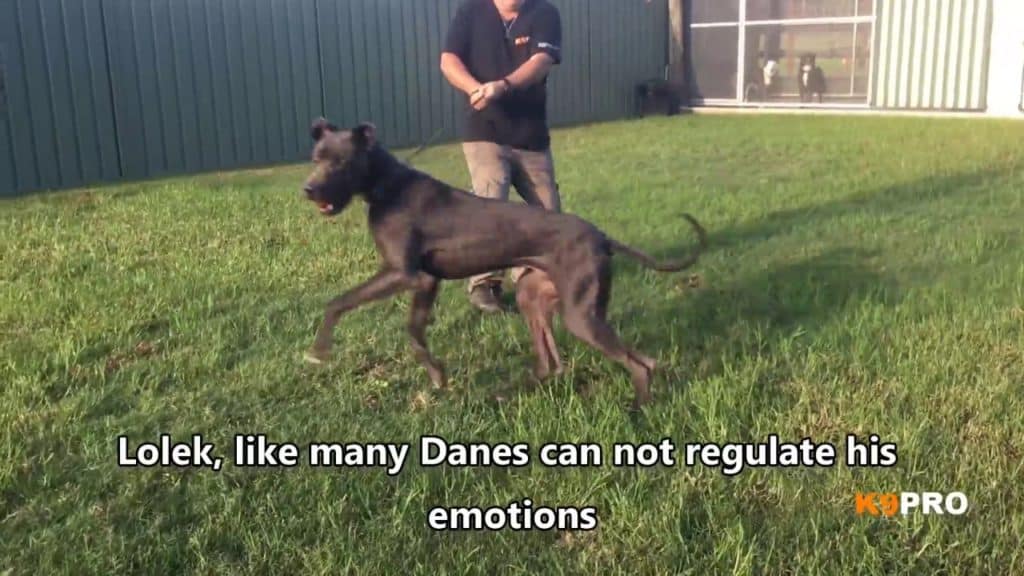 A Great Dane being aggressive