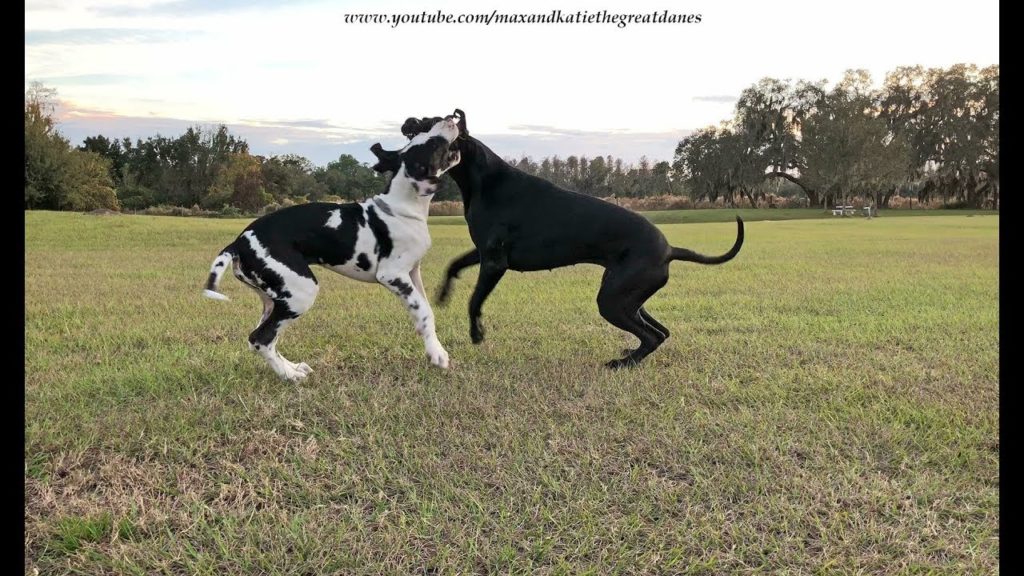 Running with Your Great Dane 6 maxresdefault 8