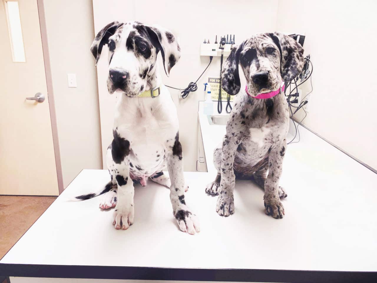 Can Dogs Take Human Antibiotics? When Human Medicine is Safe and When