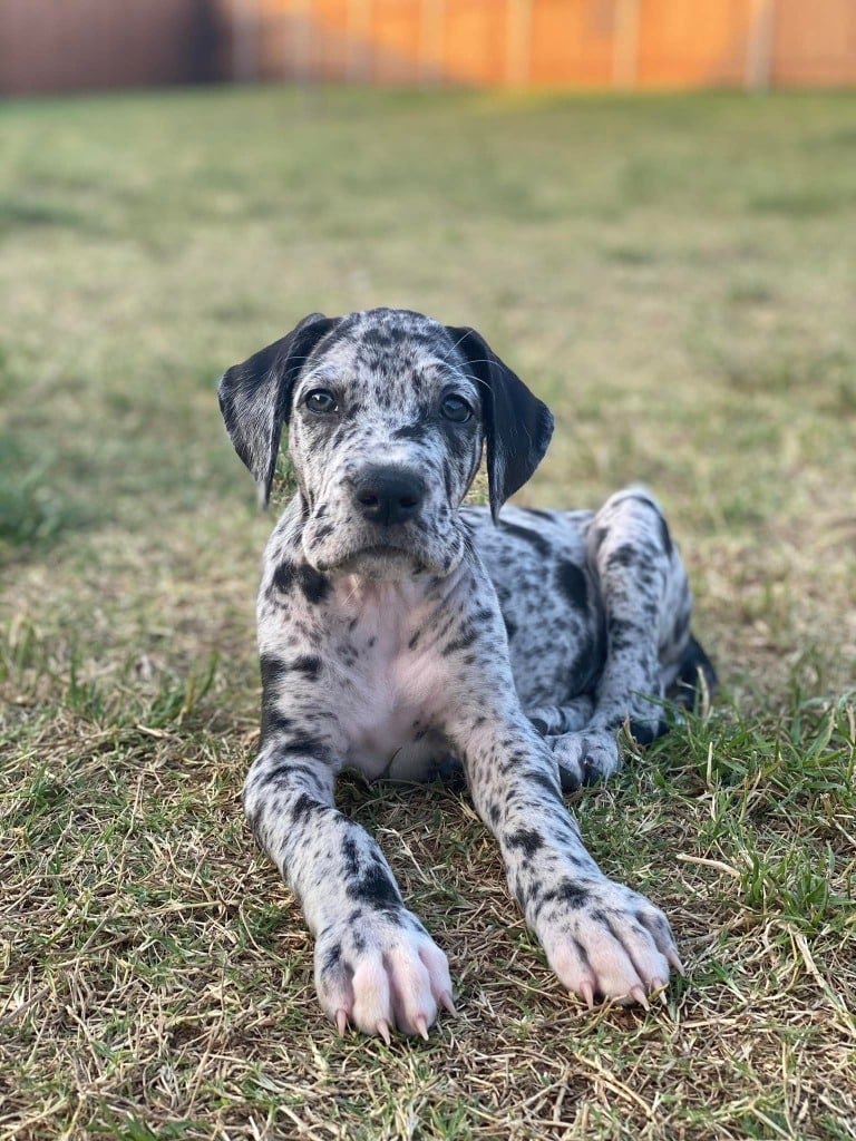 What is the best leash for Great Danes? 9 275794361 5515765611775397 188602984061612189 n