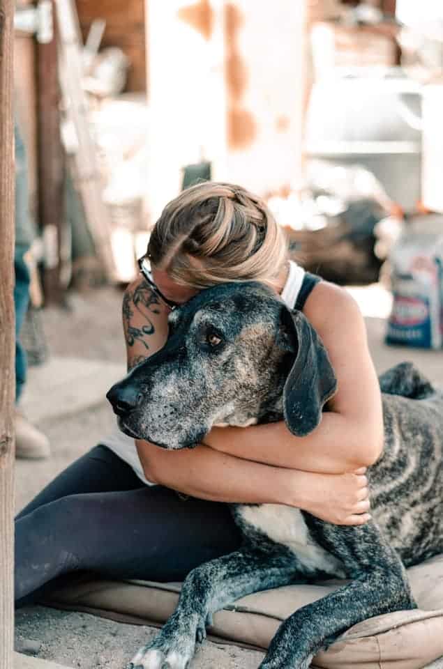 Great Dane Lifespan 25 280551243 10220184047542703 6348380930876813436 n