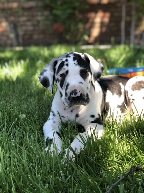 A New Puppy Checklist: 9 Important Purchases When Bringing Home a Puppy 2 new puppy checklist