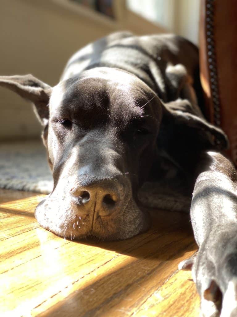 A Story of Balanced Dog Training Success With My 2 Great Danes 11 IMG 6622