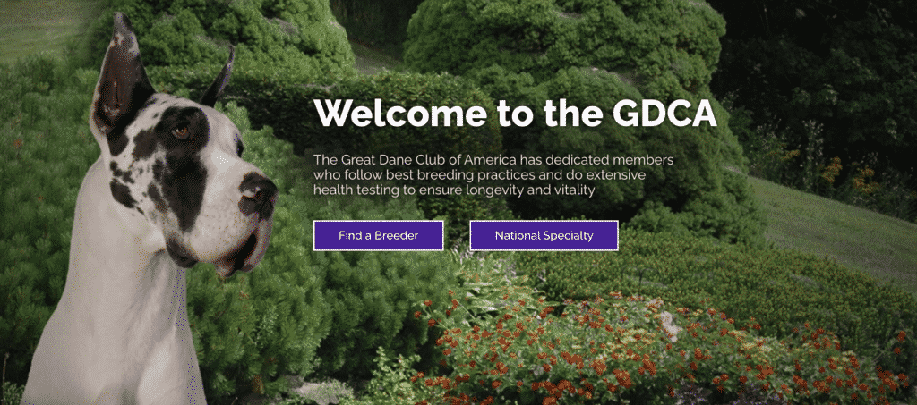 Photos of Great Danes: A Collection of 20 Beautiful Photos 26 Screen Shot 2022 05 06 at 1.16.23 PM
