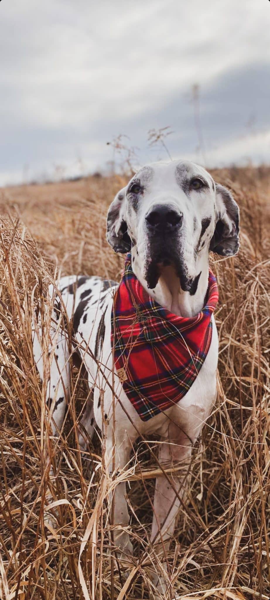 Why is Leash Training Dogs So Dang Hard? 8 Things I Learned About Leash Training 4 LOOSE LEASH WALKING